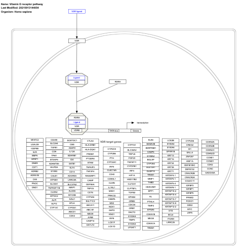 Vitamin D receptor pathway
