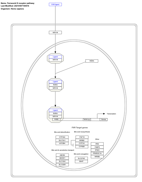 Farnesoid X receptor pathway
