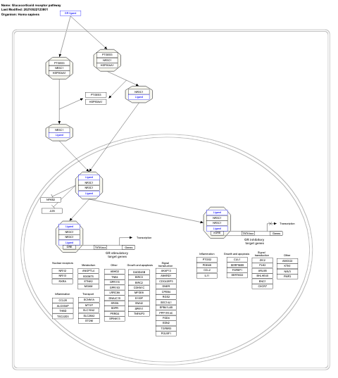 Glucocorticoid receptor pathway