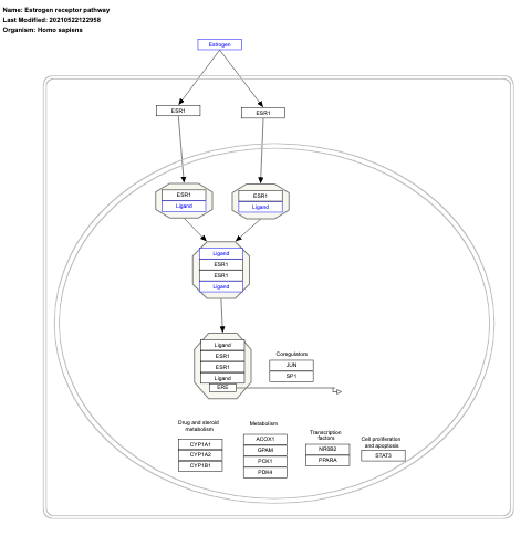 Estrogen receptor pathway