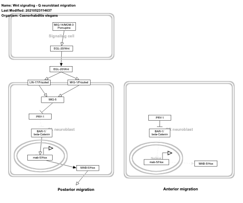 Wnt signaling - Q neuroblast migration