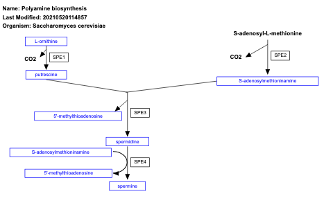 Polyamine biosynthesis
