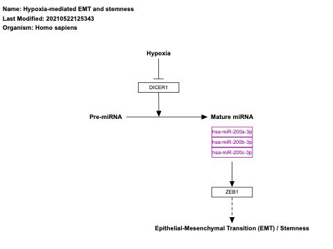 Hypoxia-mediated EMT and stemness
