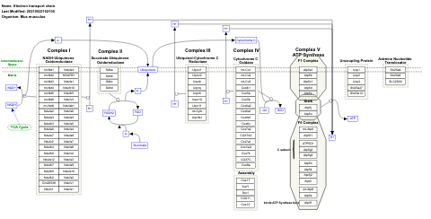 Electron transport chain