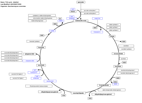 TCA cycle - detailed