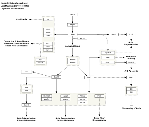 G13 signaling pathway