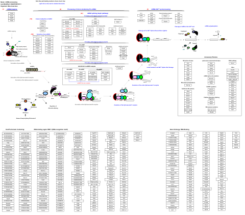 mRNA processing