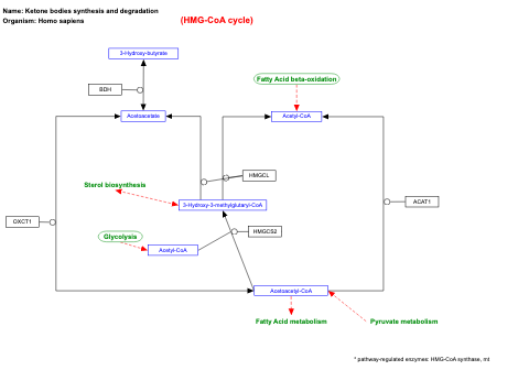 Ketone bodies synthesis and degradation