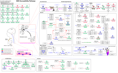 SIDS susceptibility pathways