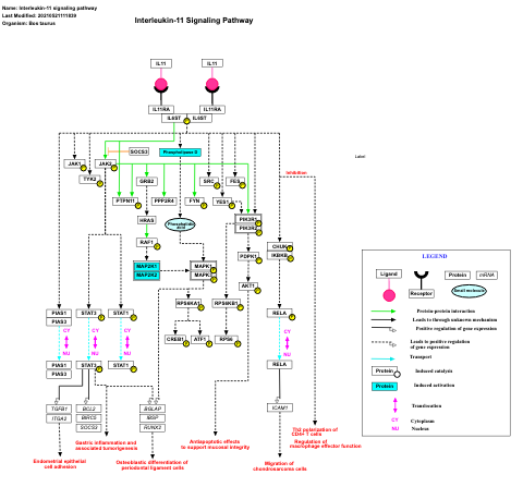 Interleukin-11 signaling pathway