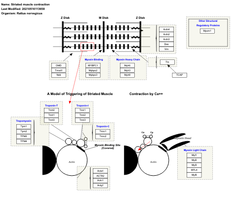 Striated muscle contraction