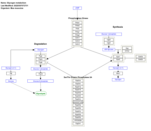 Glycogen metabolism