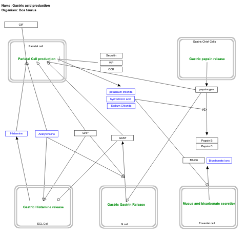 Gastric acid production