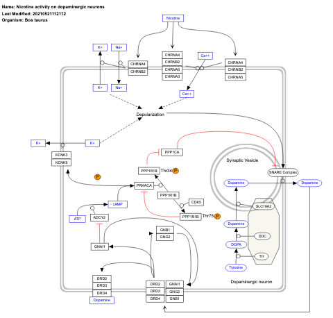 Nicotine activity on dopaminergic neurons