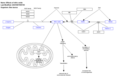 Effects of nitric oxide