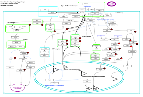 Interferon type I signaling pathways