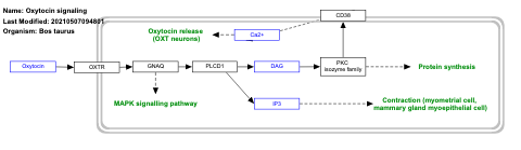 Oxytocin signaling