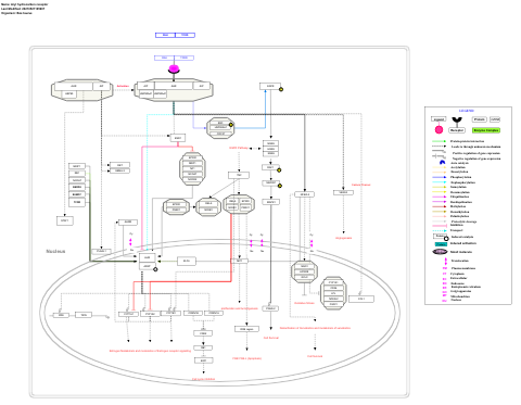 Aryl hydrocarbon receptor
