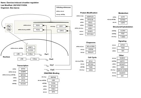 Exercise-induced circadian regulation