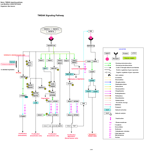 TWEAK signaling pathway