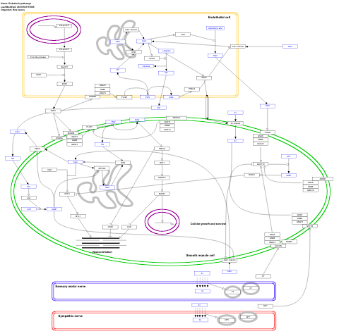 Endothelin pathways