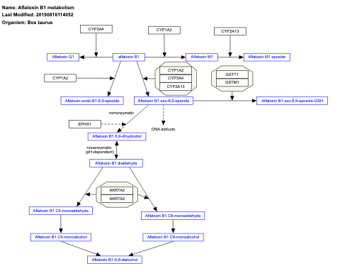 Aflatoxin B1 metabolism