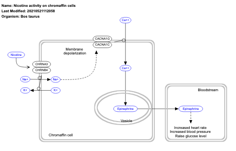 Nicotine activity on chromaffin cells