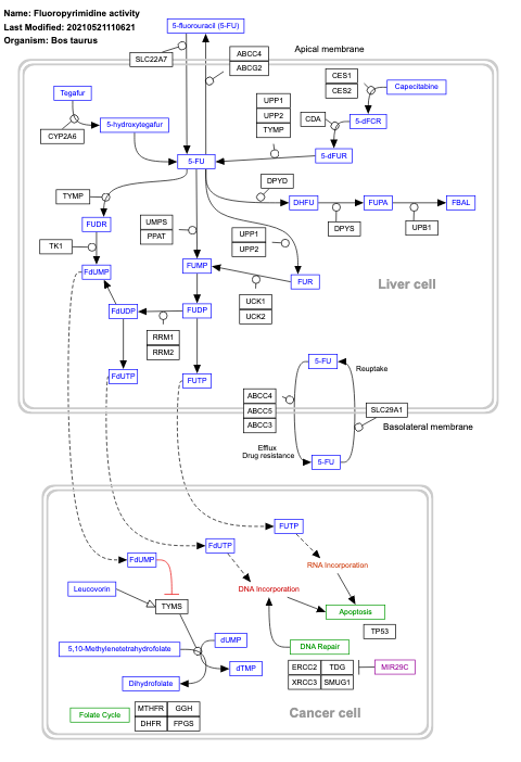 Fluoropyrimidine activity