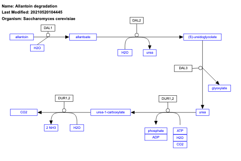Allantoin degradation