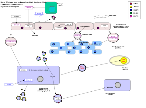 EV release from cardiac cells and their functional effects