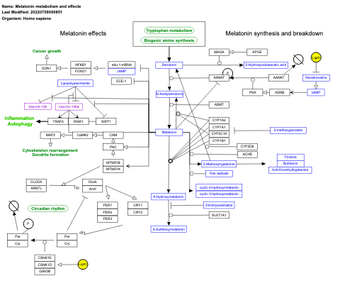 Melatonin metabolism and effects