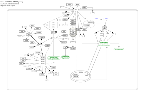 RAC1/PAK1/p38/MMP2 pathway