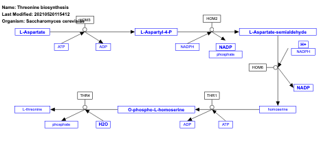 Threonine biosynthesis
