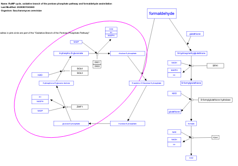 RuMP cycle, oxidative branch of the pentose phosphate pathway and formaldehyde assimilation