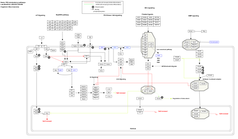 ESC pluripotency pathways