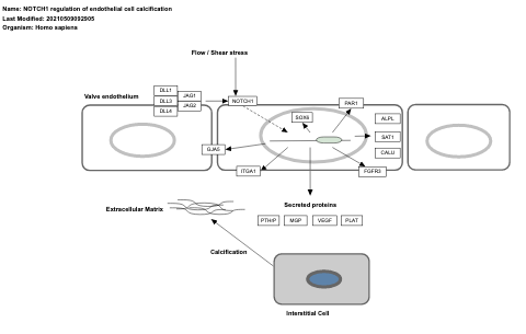 NOTCH1 regulation of endothelial cell calcification