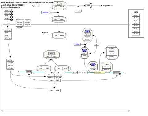 Initiation of transcription and translation elongation at the HIV-1 LTR