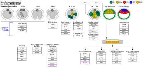 Pre-implantation embryo
