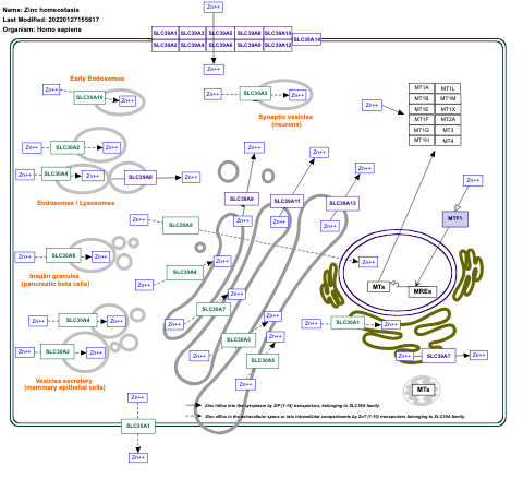 Zinc homeostasis