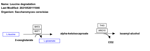 Leucine degradation