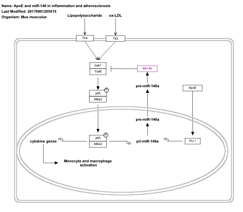 ApoE and miR-146 in inflammation and atherosclerosis