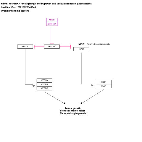 MicroRNA for targeting cancer growth and vascularization in glioblastoma