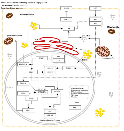 Transcription factor regulation in adipogenesis