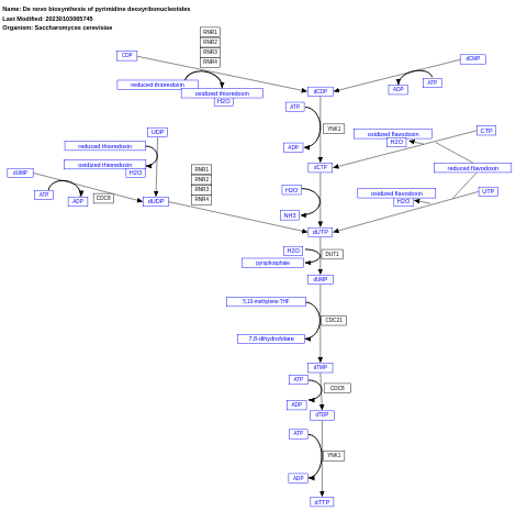 De novo biosynthesis of pyrimidine deoxyribonucleotides