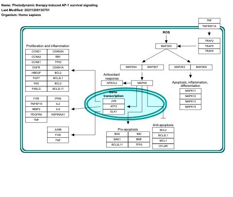 Photodynamic therapy-induced AP-1 survival signaling