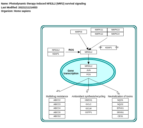 Photodynamic therapy-induced NFE2L2 (NRF2) survival signaling