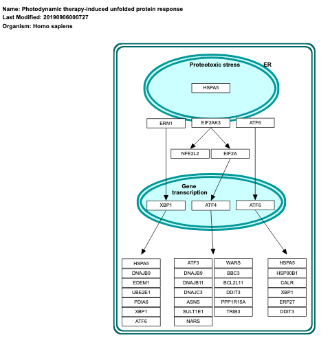 Photodynamic therapy-induced unfolded protein response