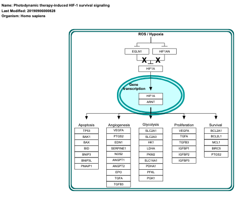 Photodynamic therapy-induced HIF-1 survival signaling