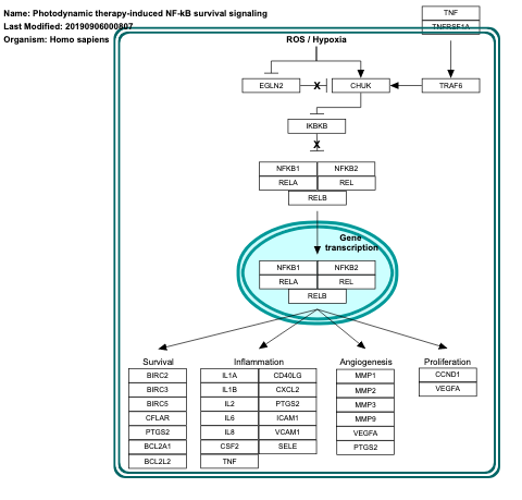 Photodynamic therapy-induced NF-kB survival signaling