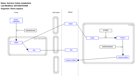 Gut-liver indole metabolism 